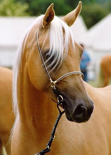 Palomino Horses